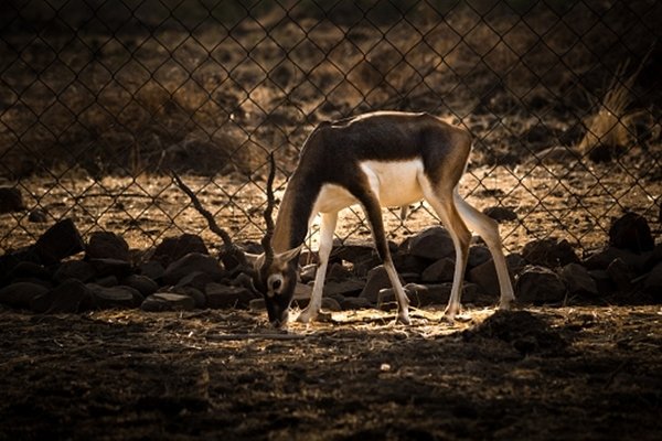 Maha Greens aghast at fatal fall for 12 blackbucks, seek remedies Maha Greens aghast at fatal fall for 12 blackbucks, seek remedies