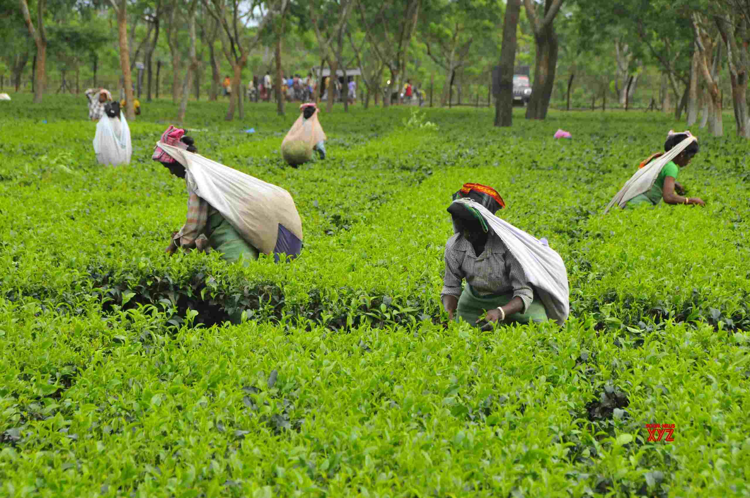 Tea crop prospect looks bleak in Assam, Bengal: Industry body Tea crop prospect looks bleak in Assam, Bengal: Industry body