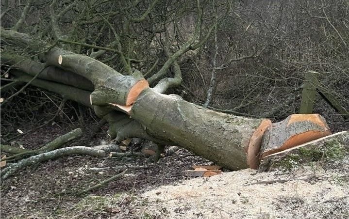 'Chipko Bareilly' to save trees from being felled 'Chipko Bareilly' to save trees from being felled