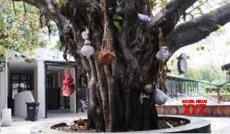 'Ghant' on peepal tree - ghastly reminder of pandemic deaths 'Ghant' on peepal tree - ghastly reminder of pandemic deaths