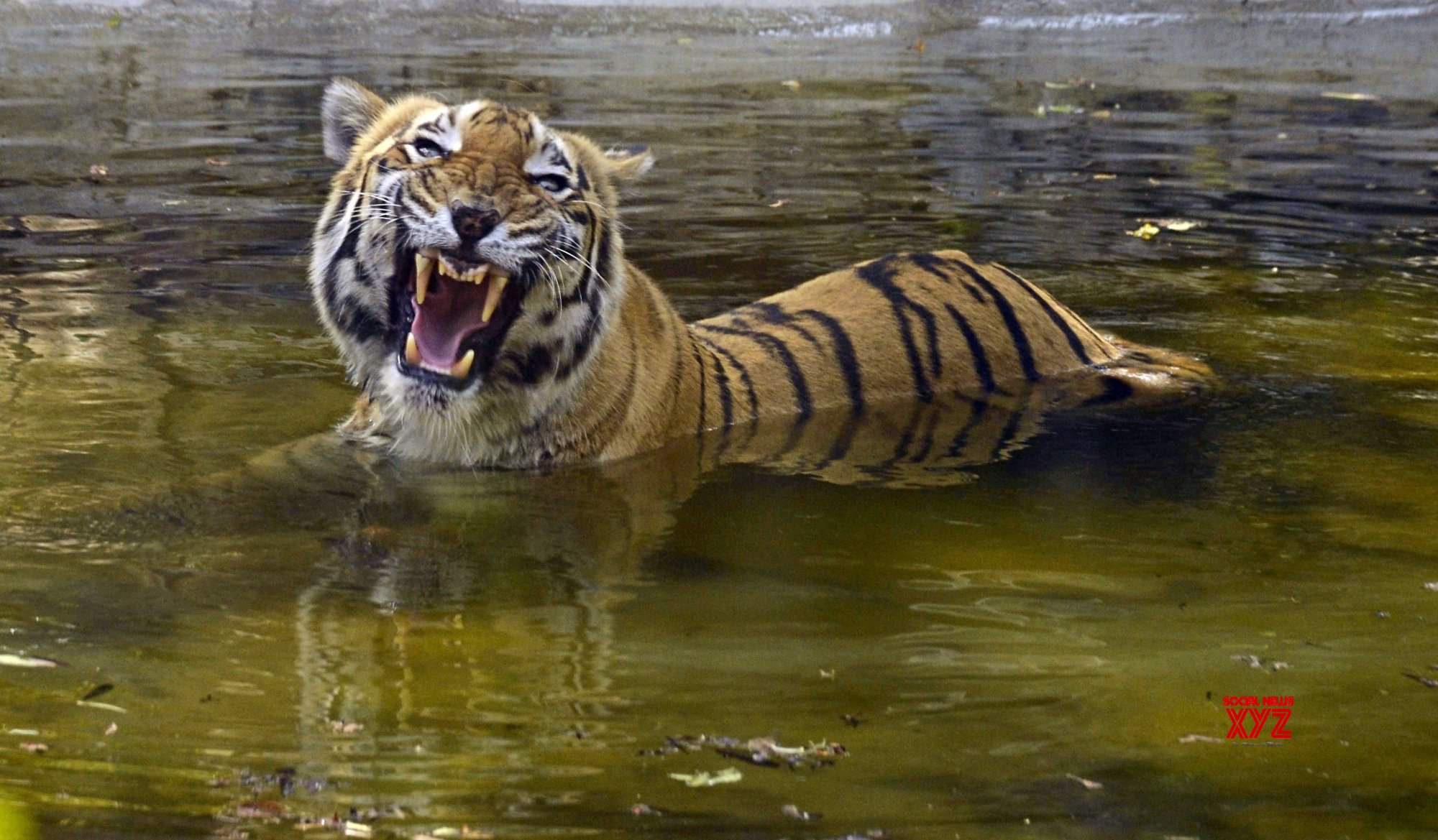 Zoos, wildlife sanctuaries to be shut in Bengal Zoos, wildlife sanctuaries to be shut in Bengal