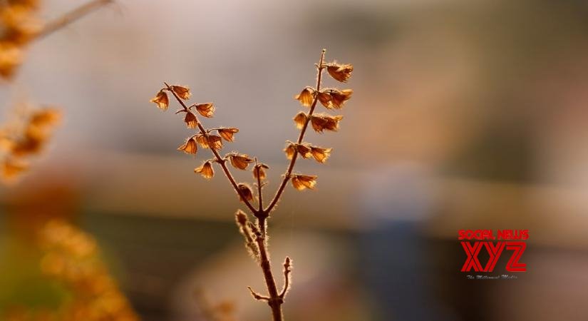 Combating stress and anxiety with natural herbs Combating stress and anxiety with natural herbs