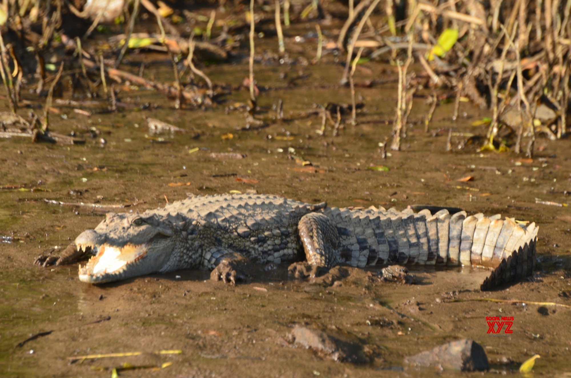 Crocodile attacks farmer in Bihar Crocodile attacks farmer in Bihar