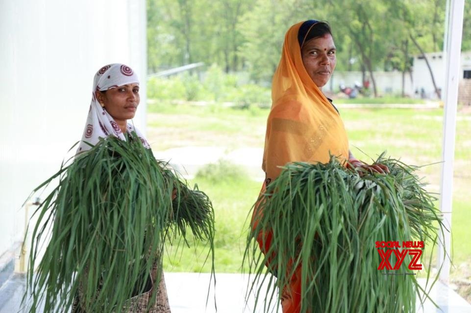 Farmers in paddy-dependent Chhattisgarh wake up and smell the lemongrass Farmers in paddy-dependent Chhattisgarh wake up and smell the lemongrass