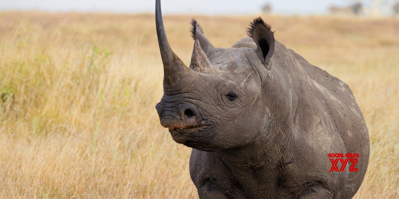 Uganda reopens rhino sanctuary to tourists Uganda reopens rhino sanctuary to tourists