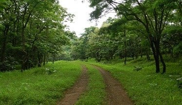 Now, Maha to give 50-year-old urban trees 'heritage' tag Now, Maha to give 50-year-old urban trees 'heritage' tag