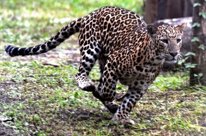 Leopard mauls 10-year-old to death in MP Leopard mauls 10-year-old to death in MP