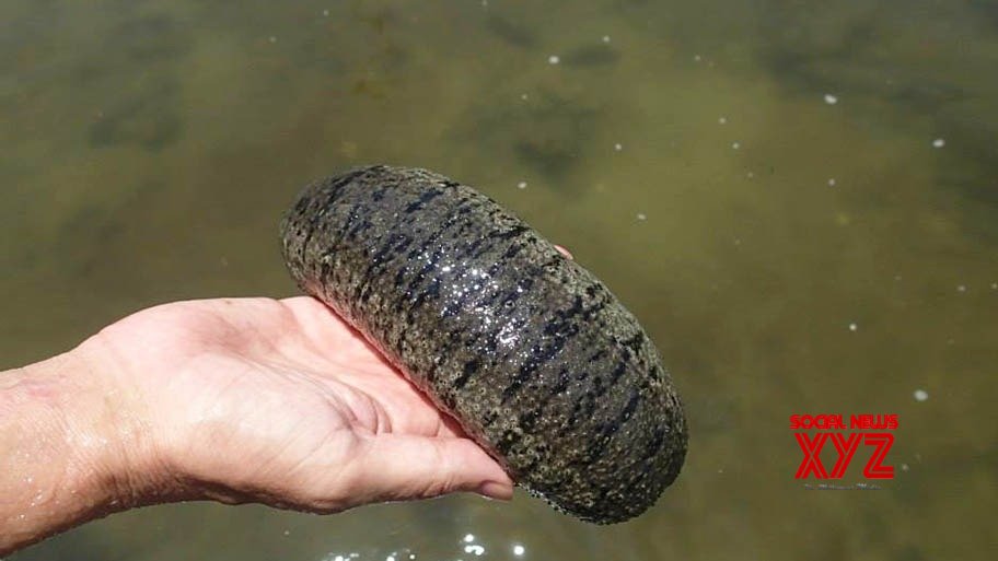 TN forest dept commences campaign for protection of sea cucumbers TN forest dept commences campaign for protection of sea cucumbers