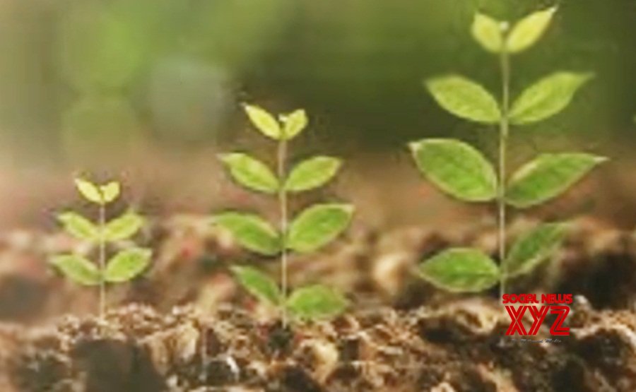 Citizen science project to monitor Australian plants after extreme weather events Citizen science project to monitor Australian plants after extreme weather events