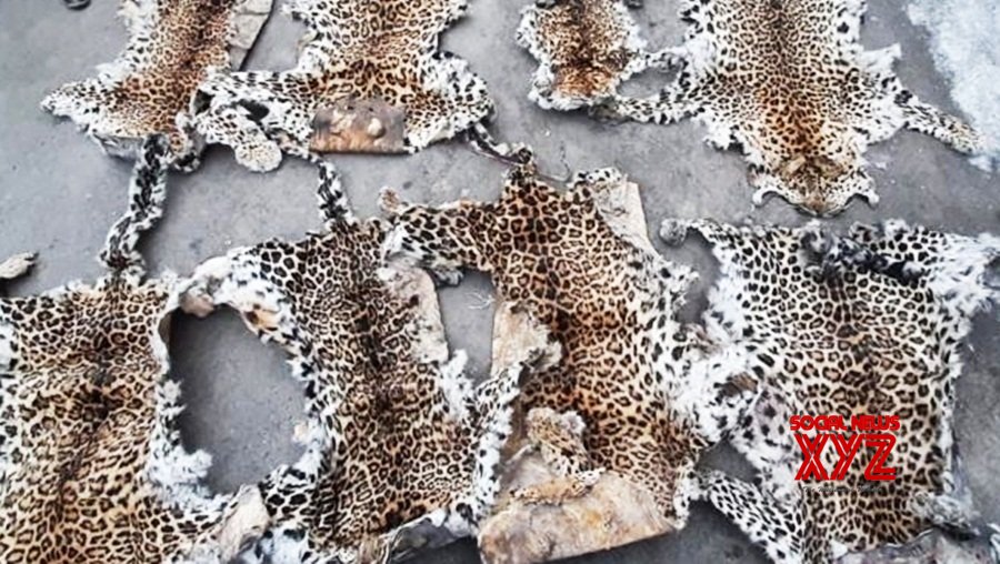 Odisha police seize 15 leopard skins in past one year Odisha police seize 15 leopard skins in past one year