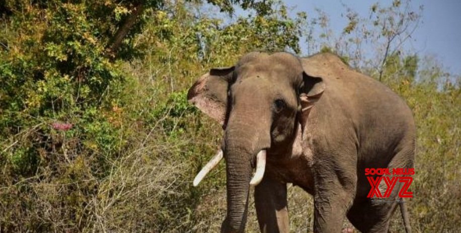 TN forest department monitors rogue elephant Arikomban after releasing in wild TN forest department monitors rogue elephant Arikomban after releasing in wild