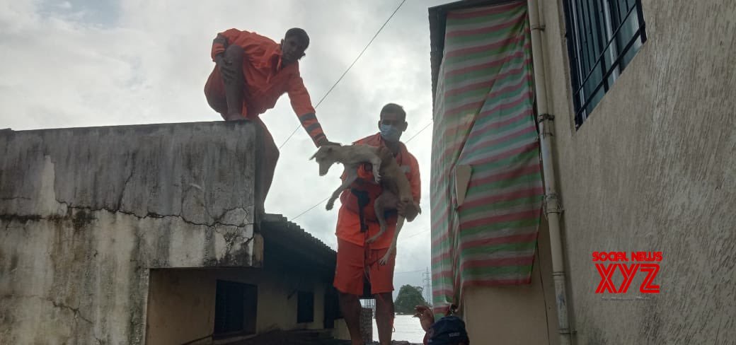 NDRF rescues dog marooned on rooftop in Kolhapur NDRF rescues dog marooned on rooftop in Kolhapur