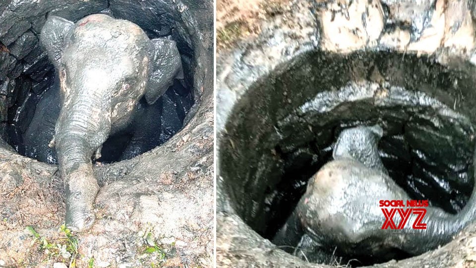 Baby elephant rescued from cesspit after 3-hr operation in K'taka Baby elephant rescued from cesspit after 3-hr operation in K'taka