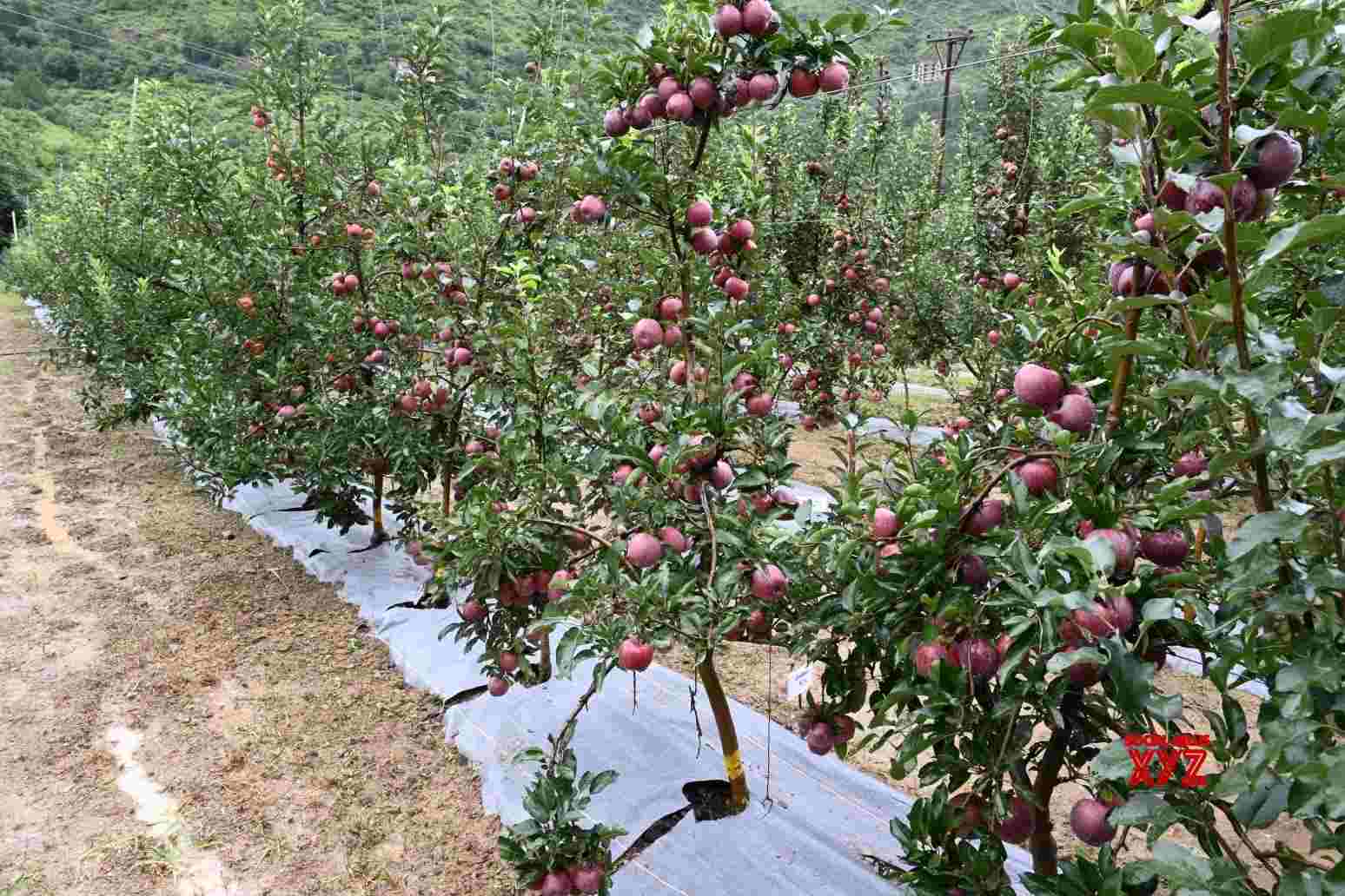 Size matters: Himachal apple growers see big gains in plentiful rain Size matters: Himachal apple growers see big gains in plentiful rain