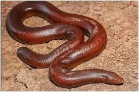 Four held with red boa snake in Dudhwa forest area Four held with red boa snake in Dudhwa forest area