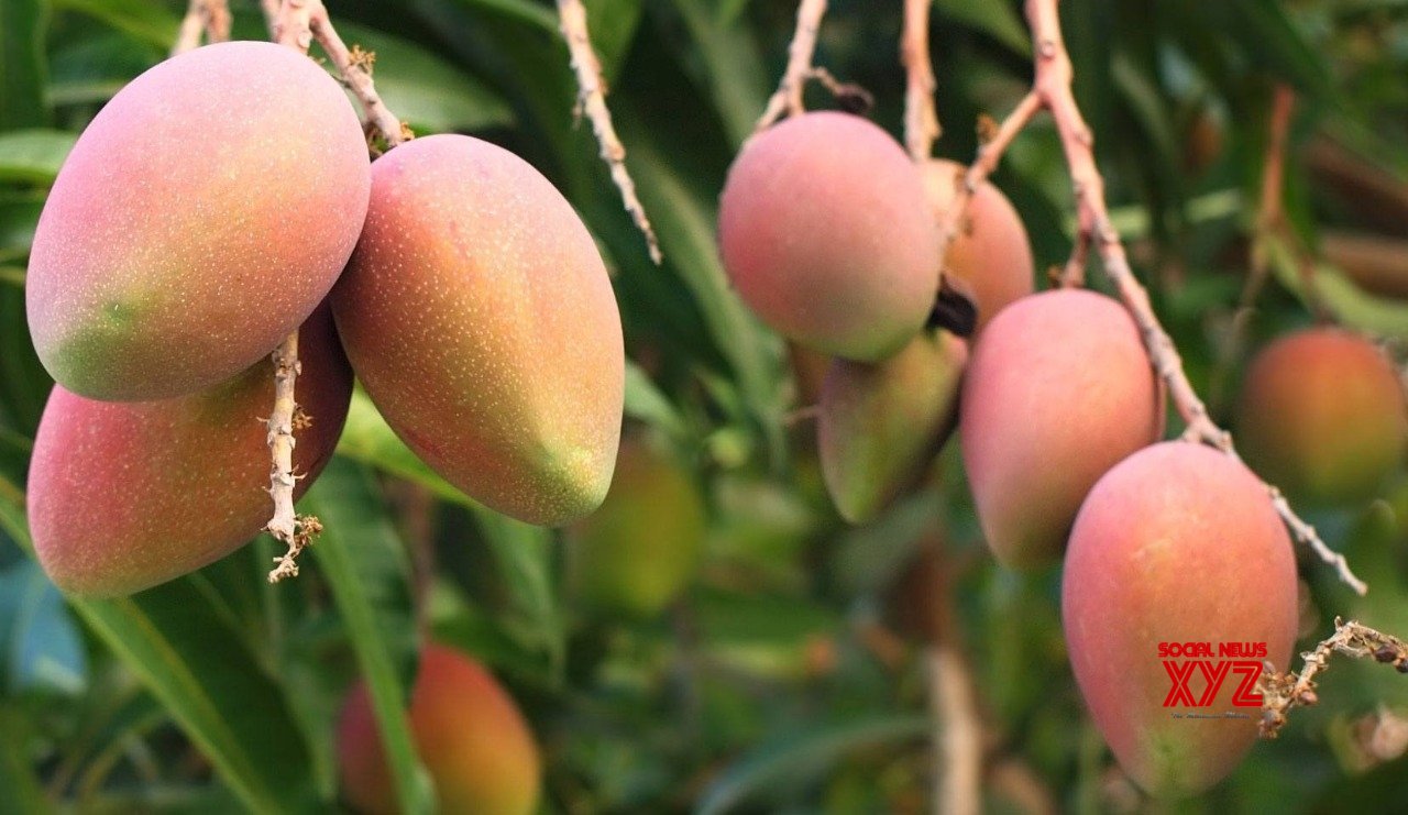 Eat mangoes to lower sugar levels, check cancer: Study Eat mangoes to lower sugar levels, check cancer: Study