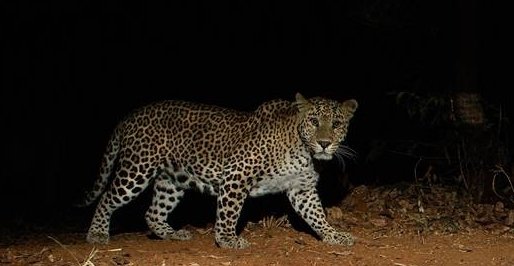 Week-long wildlife protection program begins at Asola Bhatti Sanctuary Week-long wildlife protection program begins at Asola Bhatti Sanctuary