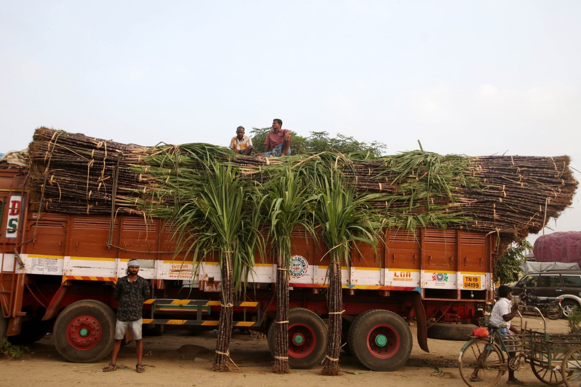 Increase in FRP for sugarcane will help party in UP polls: BJP Increase in FRP for sugarcane will help party in UP polls: BJP