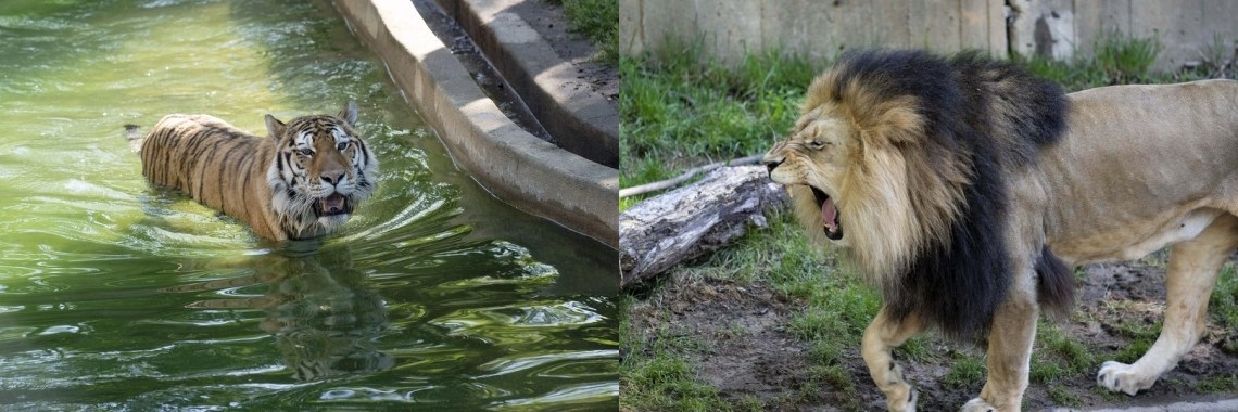 Lions, tigers in US zoo test presumptive positive for Covid Lions, tigers in US zoo test presumptive positive for Covid