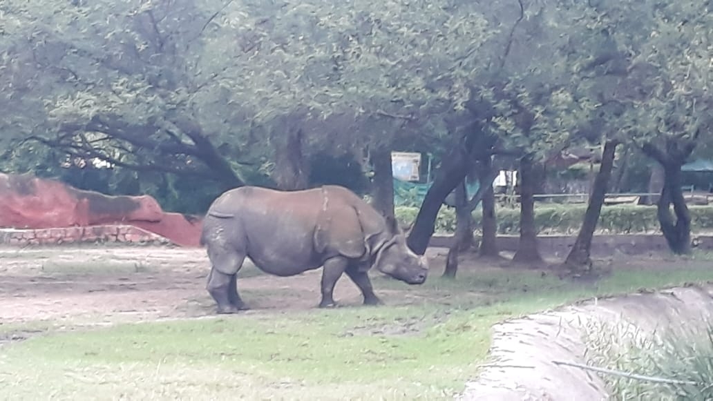 IOC offers to adopt rhinoceros in Hyderabad Zoo IOC offers to adopt rhinoceros in Hyderabad Zoo