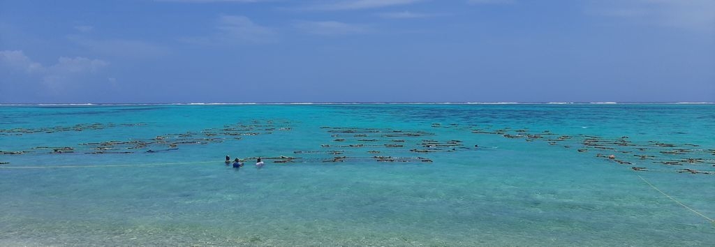 Seaweed farming will help boost economy, reduce climate impact Seaweed farming will help boost economy, reduce climate impact