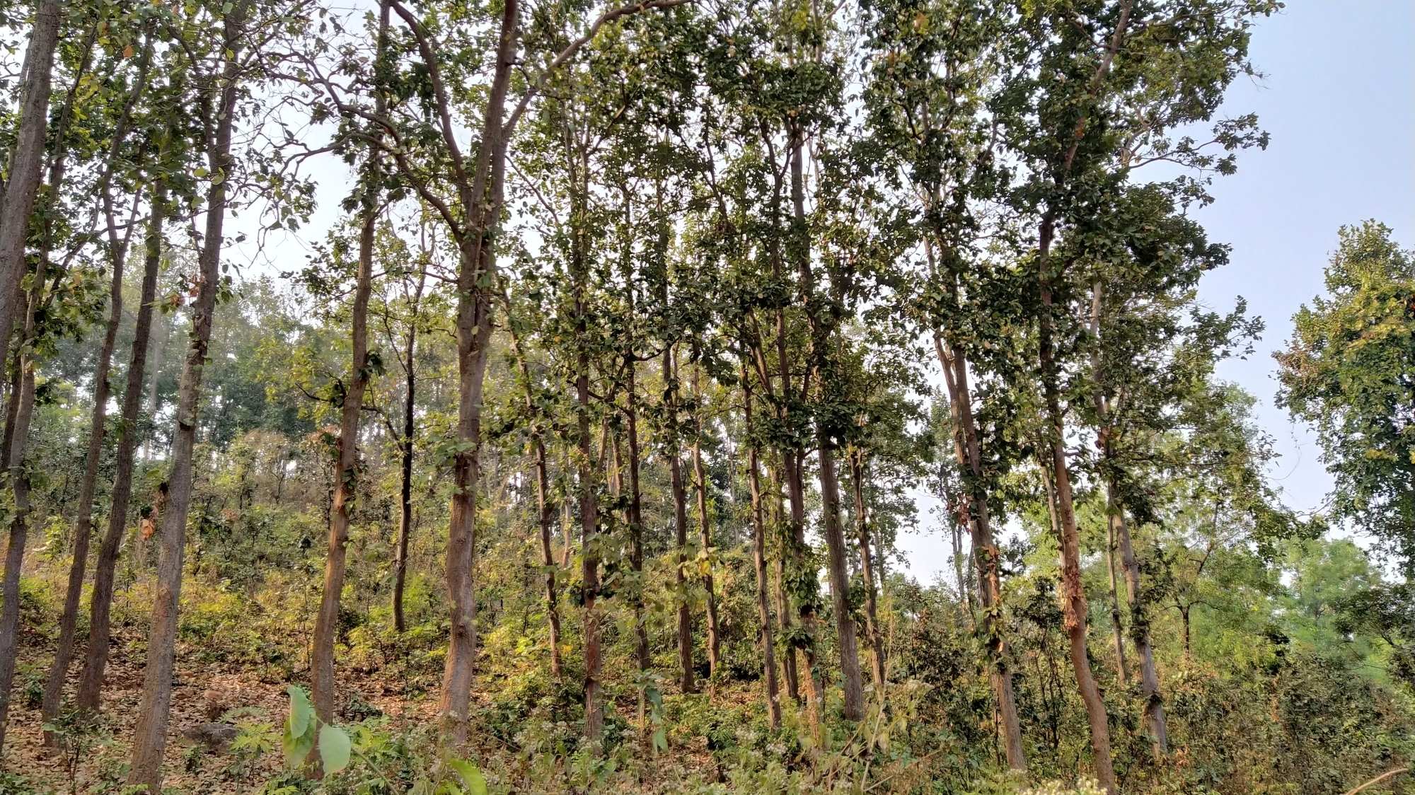 Over 62K ha forest land diverted, 19.5 lakh trees felled for Odisha projects Over 62K ha forest land diverted, 19.5 lakh trees felled for Odisha projects