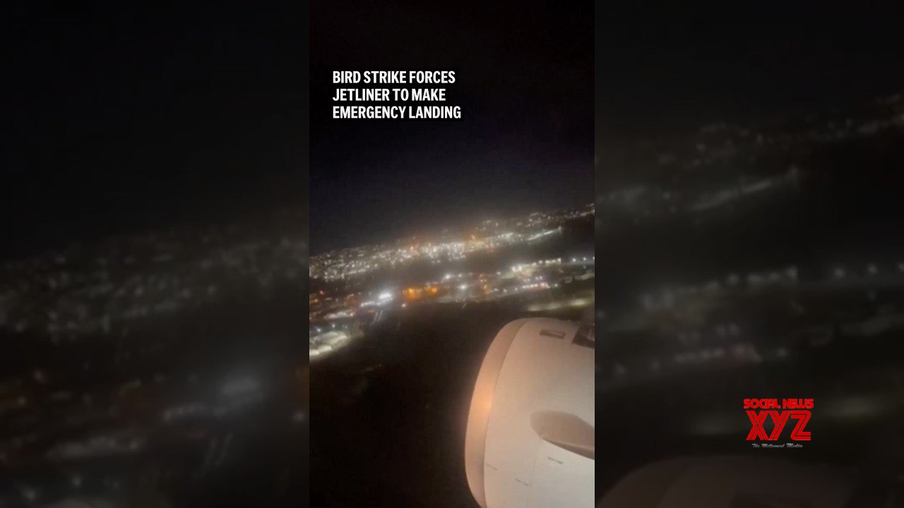 Bird strike forces jetliner to make emergency landing (Video)