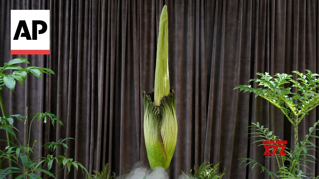 Thousands in Australia queue to get close to rare plant that emits a stink of death when it blooms (Video)