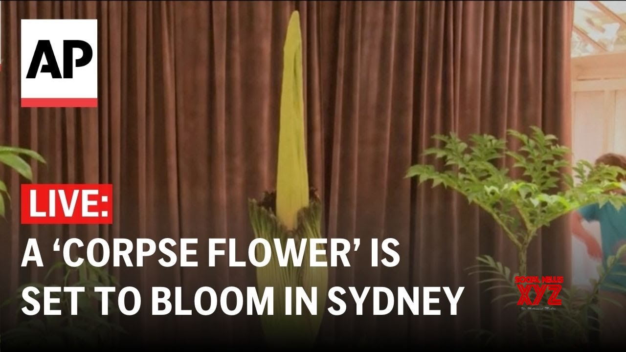 LIVE: A corpse flower is set to bloom in Sydney (Video)