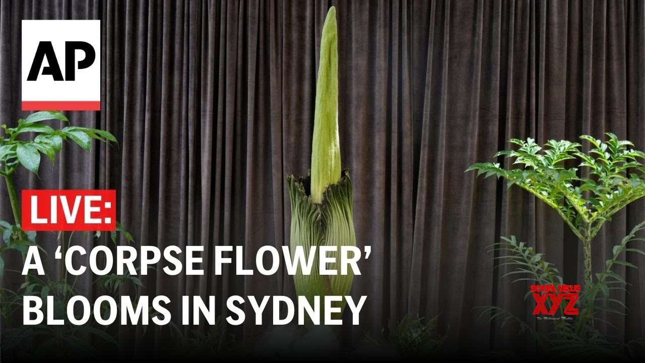 LIVE: A corpse flower blooms in Sydney (Video)