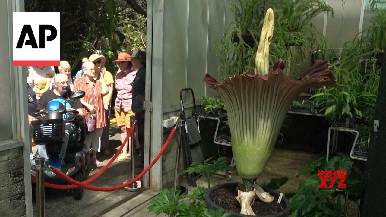 Visitors flock to third blooming of rare stinky corpse flower (Video)