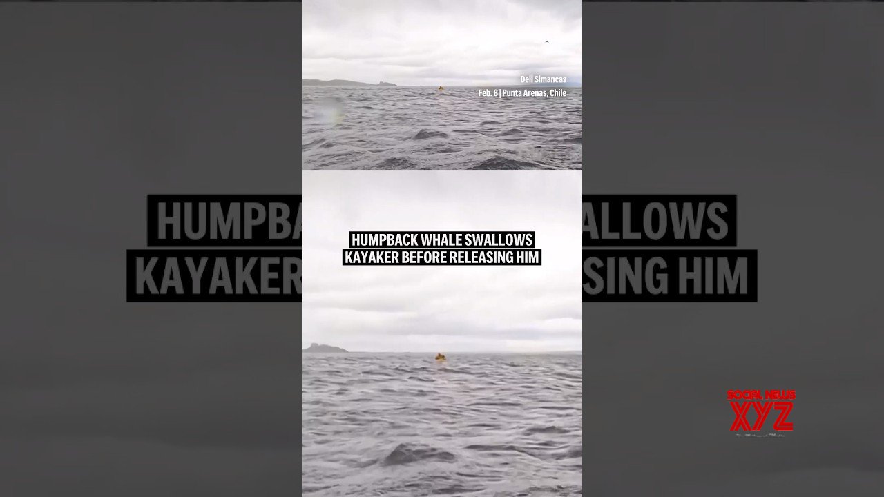 Humpback whale swallows kayaker before releasing him (Video)