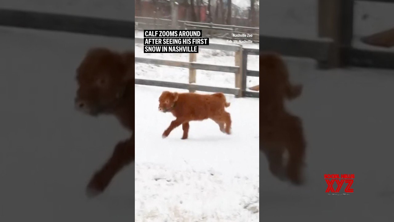 Calf zooms around after seeing his first snow in Nashville (Video)
