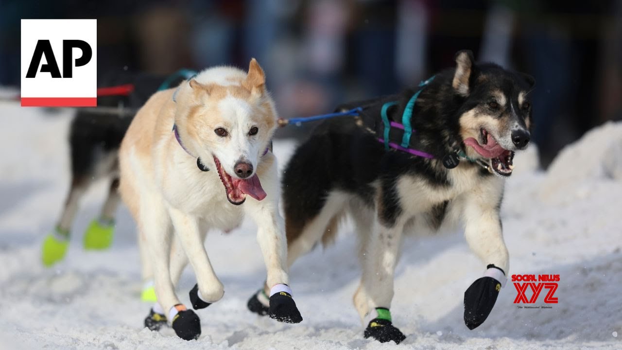 World’s most famous sled dog race kicks off in Alaska (Video)