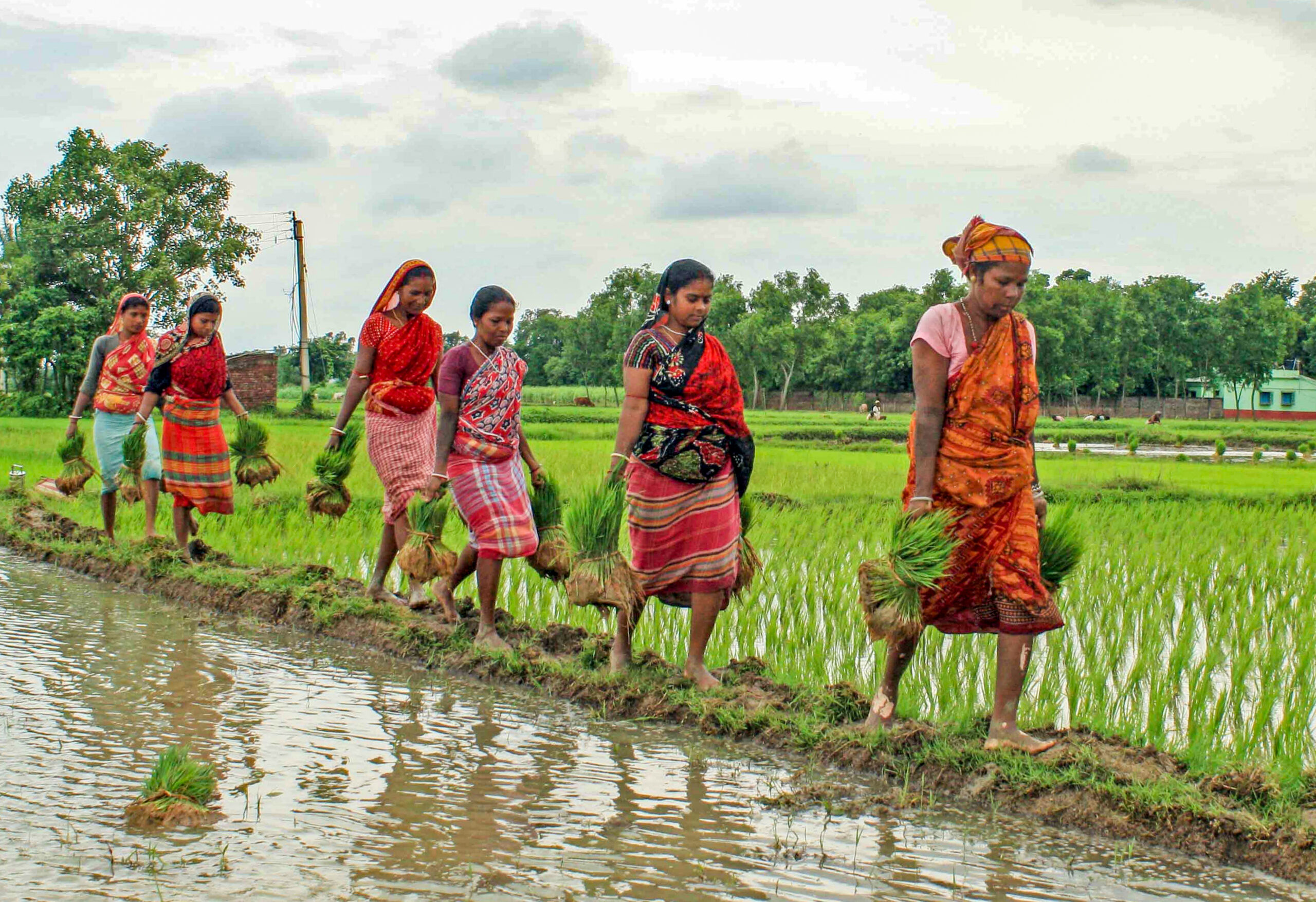 Birbhum: Women labourers carry paddy saplings for transplantation in a field at Bandhnabagram village in Birbhum district of West Bengal on Wednesday, August 5, 2026. (Photo: IANS)