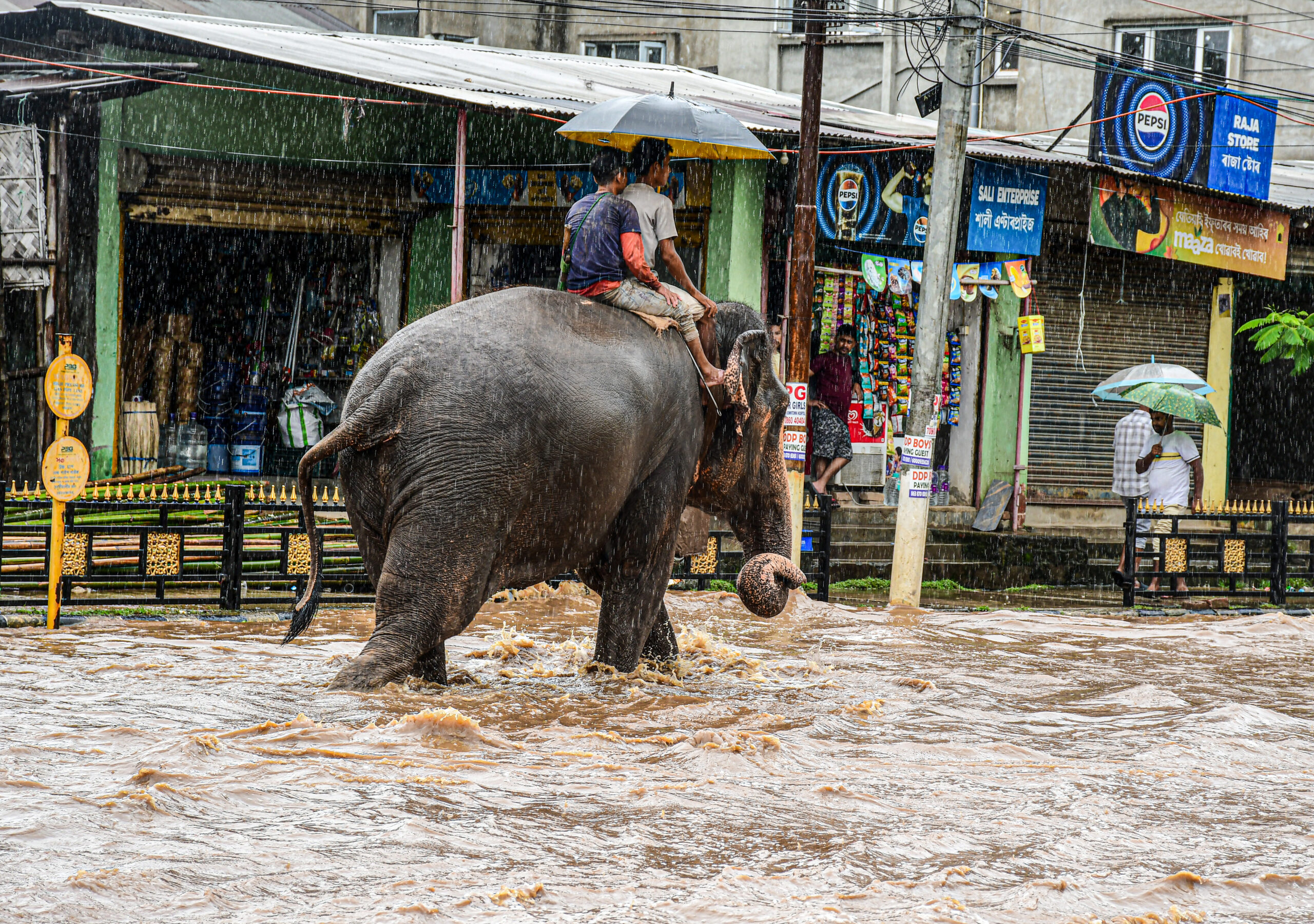 Guwahati: Two people ride an elephant as it walks through floodwater amid heavy rain at Sixmile in Guwahati on Tuesday, September 1, 2026. (Photo: IANS)