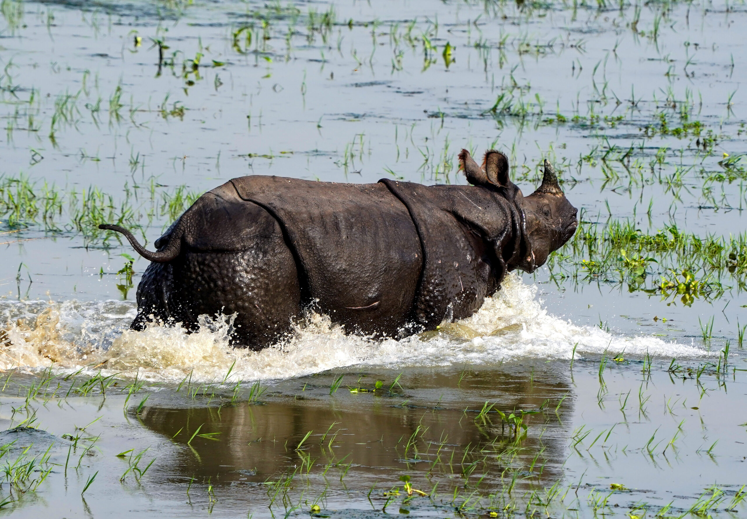 Morigaon: A Greater one-horned rhinoceros moves through floodwaters while searching for food in Morigaon district on Monday, September 7, 2026. (Photo: IANS)
