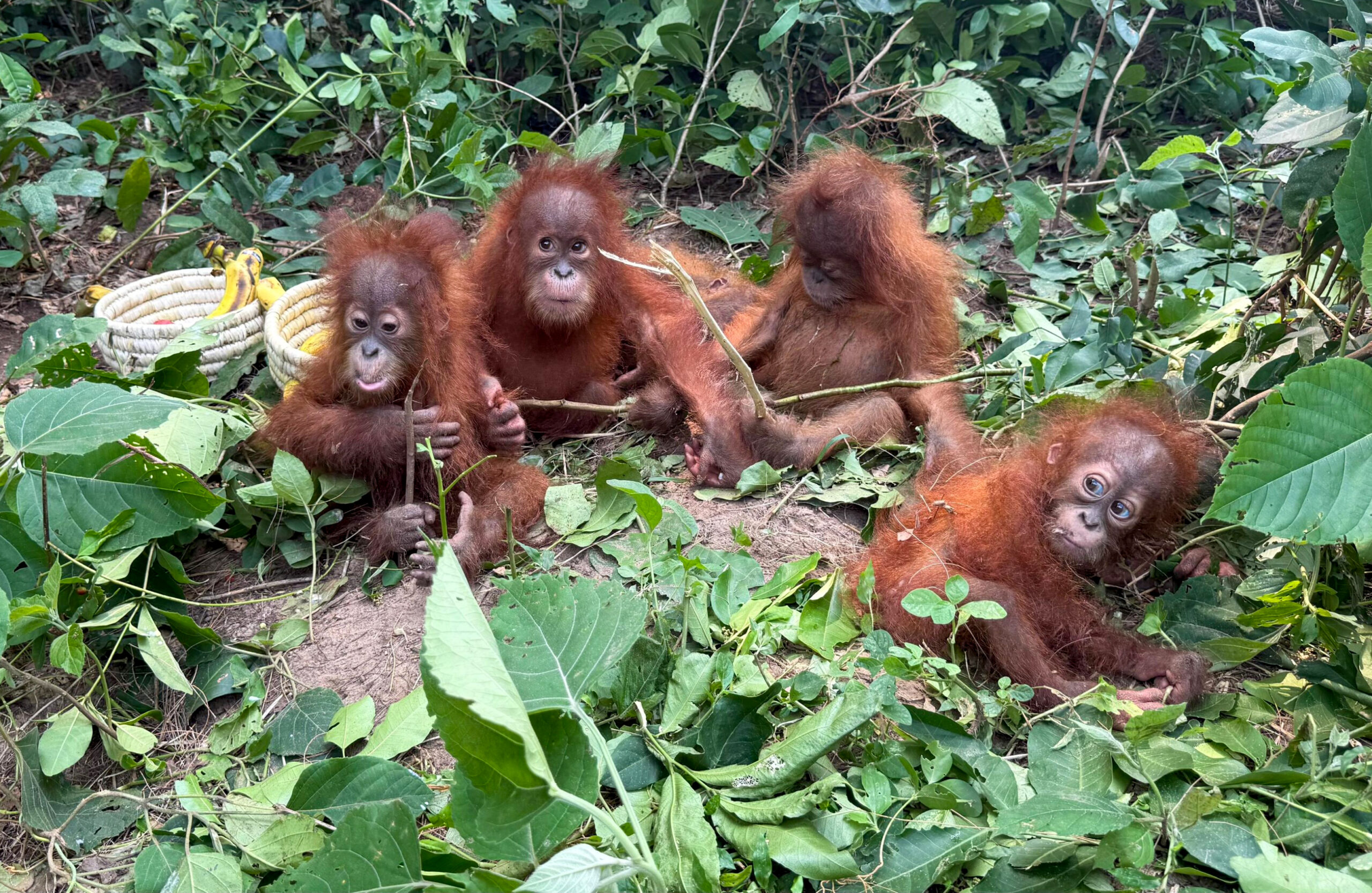 Five Orangutans Rescued in Baleswar #Gallery Five Orangutans Rescued in Baleswar #Gallery