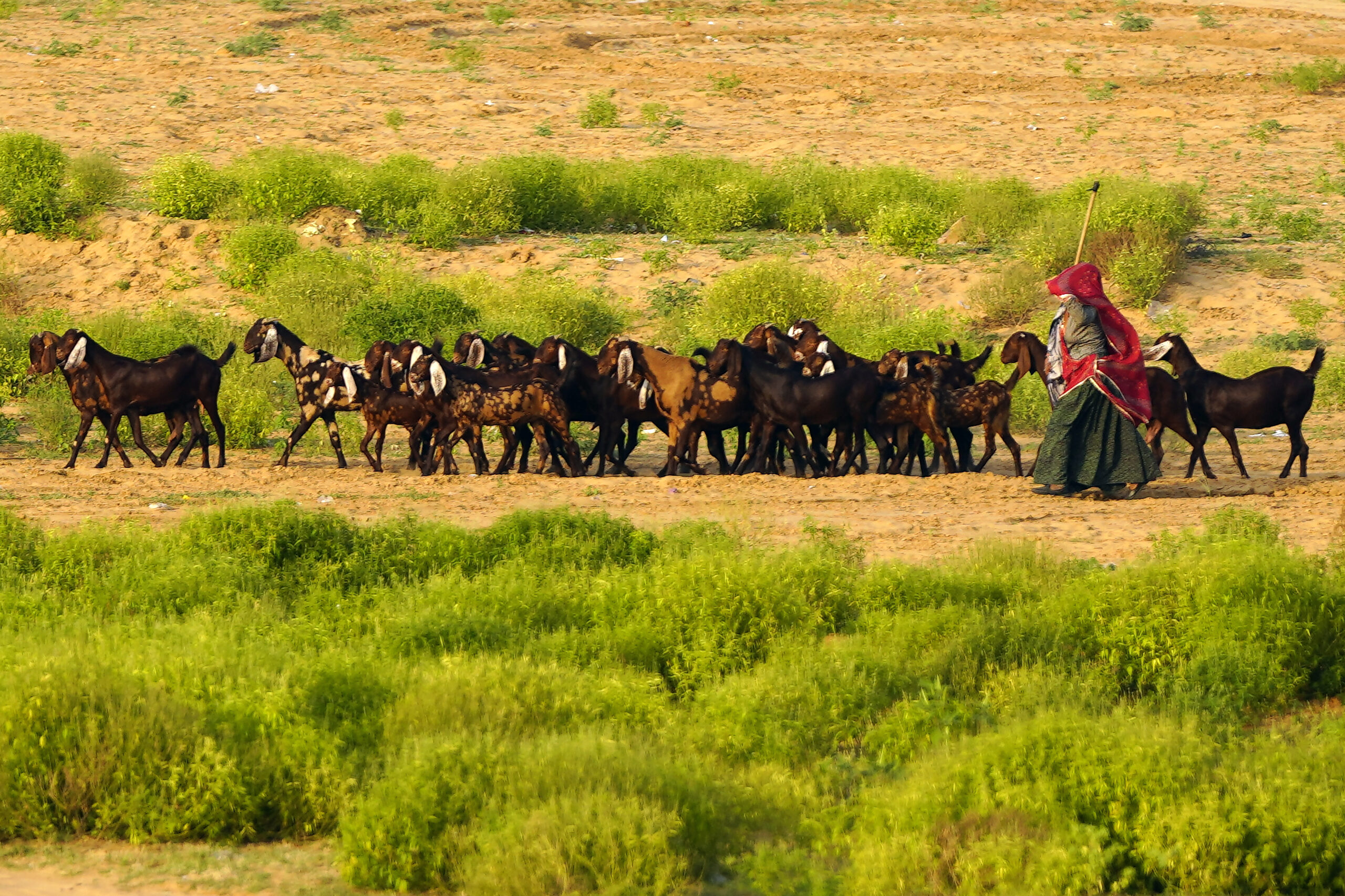 Pushkar: A woman herds her goats through the desert landscape in Pushkar, Rajasthan on Tuesday, September 08, 2026. (Photo: IANS)