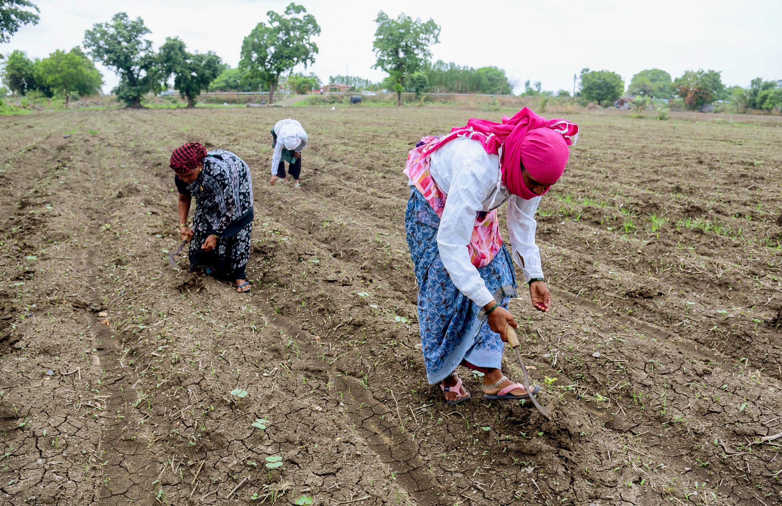 Centre to roll out new law to protect farmers from fake seeds Centre to roll out new law to protect farmers from fake seeds