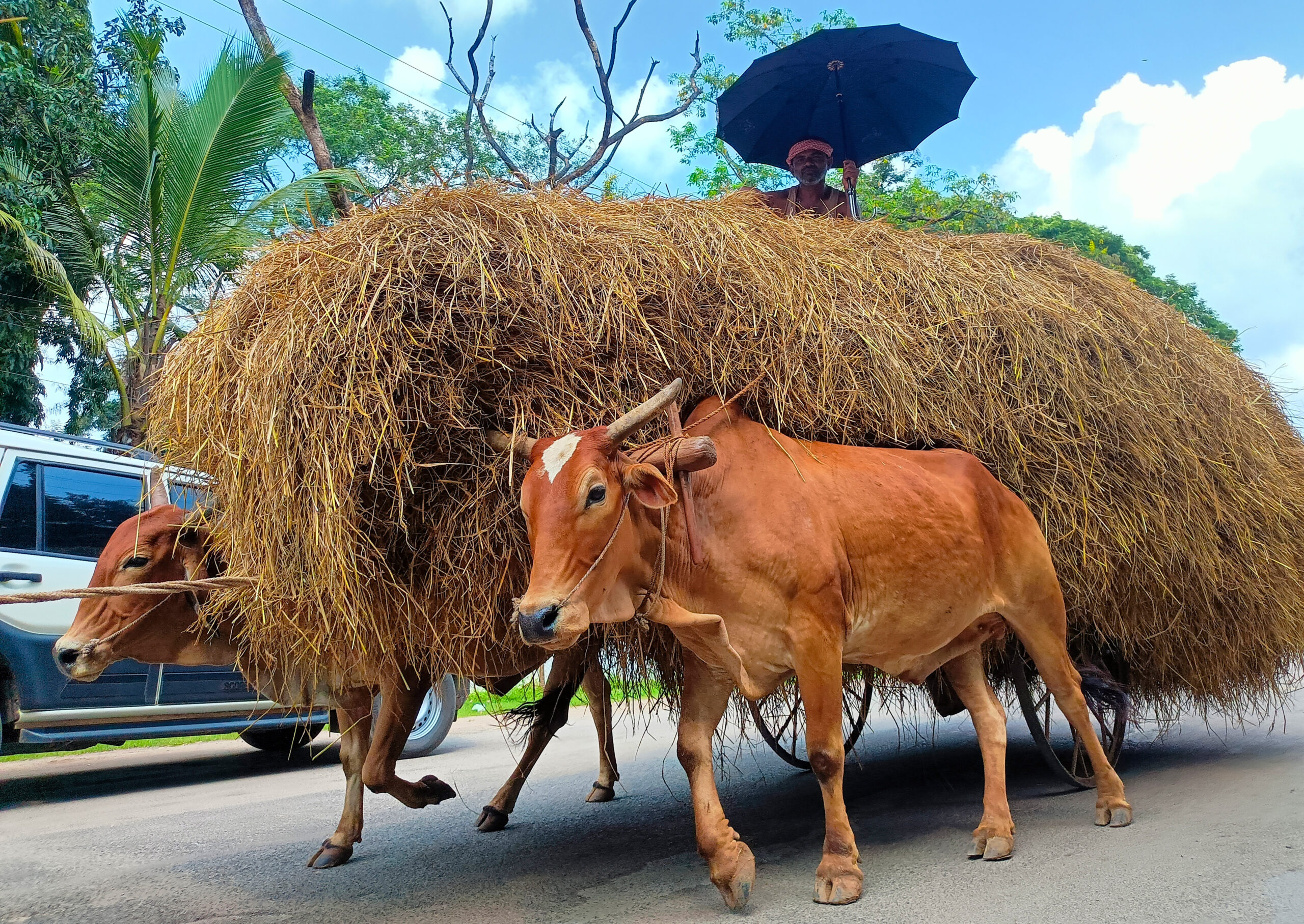 Bastar: Farmer transports paddy straw #Gallery Bastar: Farmer transports paddy straw #Gallery