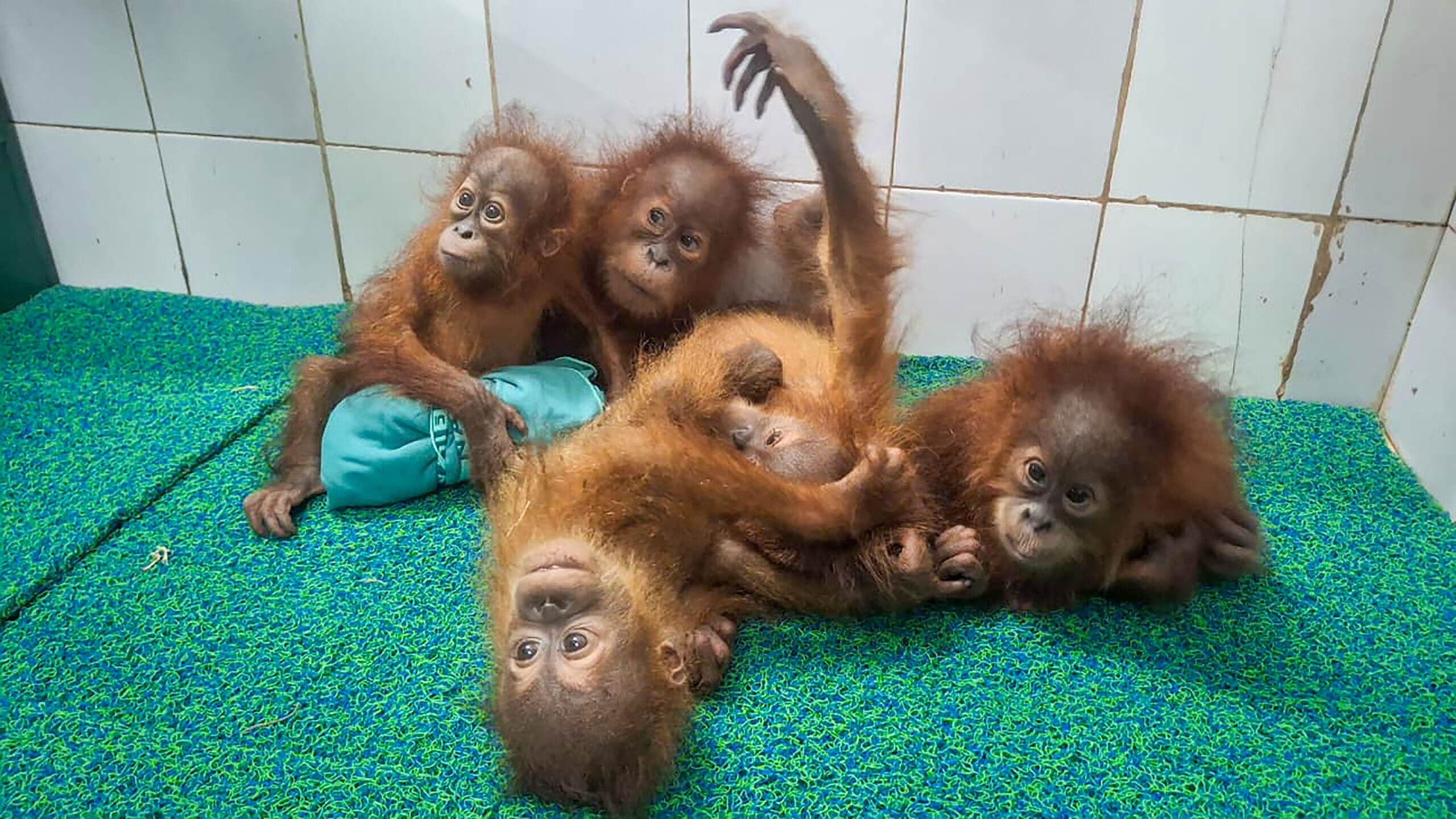 Bhubaneswar: Baby orangutans brought to Nandankanan #Gallery Bhubaneswar: Baby orangutans brought to Nandankanan #Gallery
