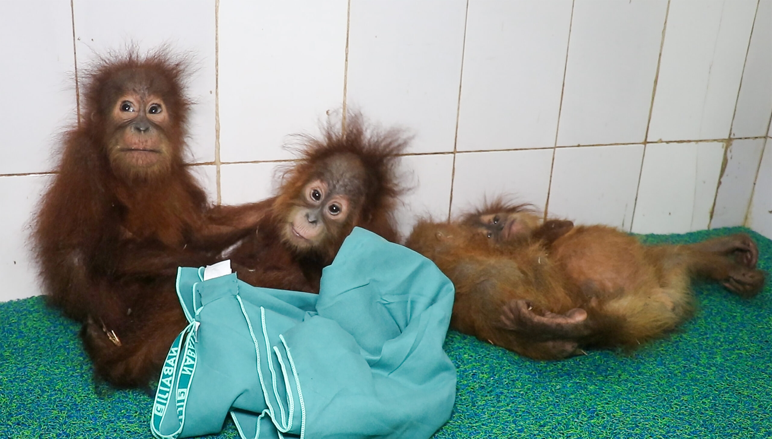 Bhubaneswar: Baby orangutans brought to Nandankanan #Gallery Bhubaneswar: Baby orangutans brought to Nandankanan #Gallery