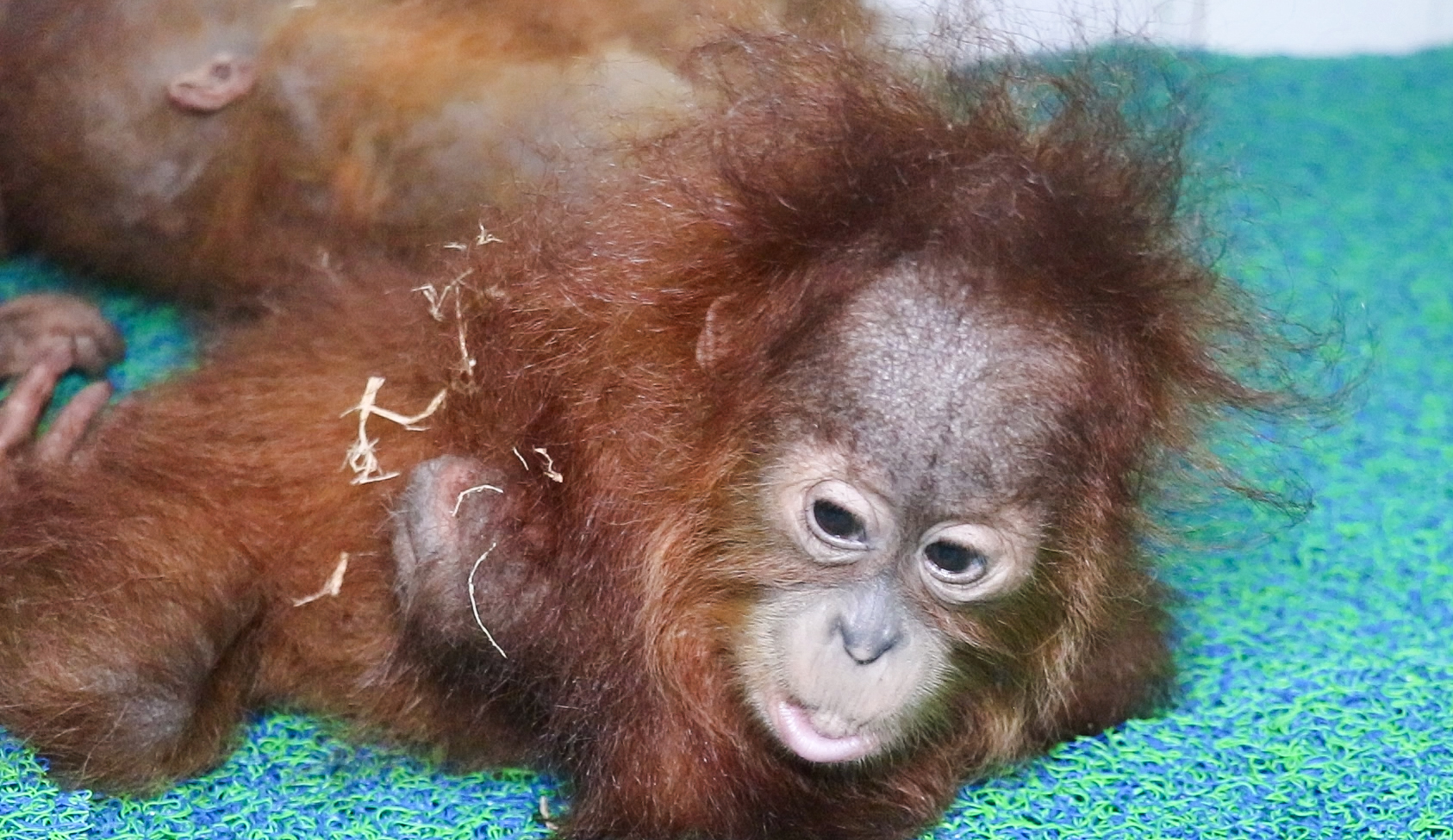 Bhubaneswar: Baby orangutans brought to Nandankanan #Gallery Bhubaneswar: Baby orangutans brought to Nandankanan #Gallery