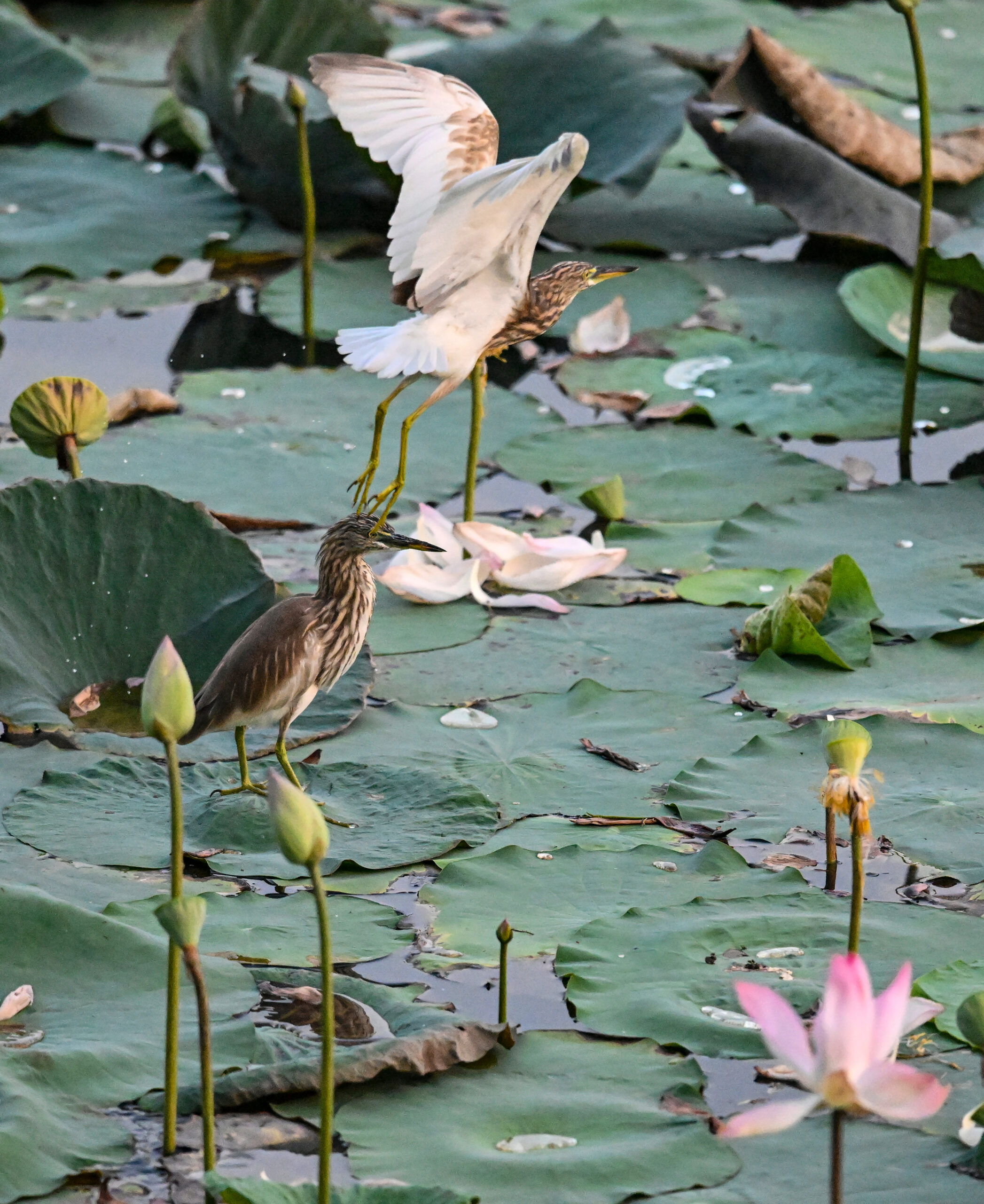 New Delhi: Wildlife at Lotus Garden in Yamuna River #Gallery New Delhi: Wildlife at Lotus Garden in Yamuna River #Gallery