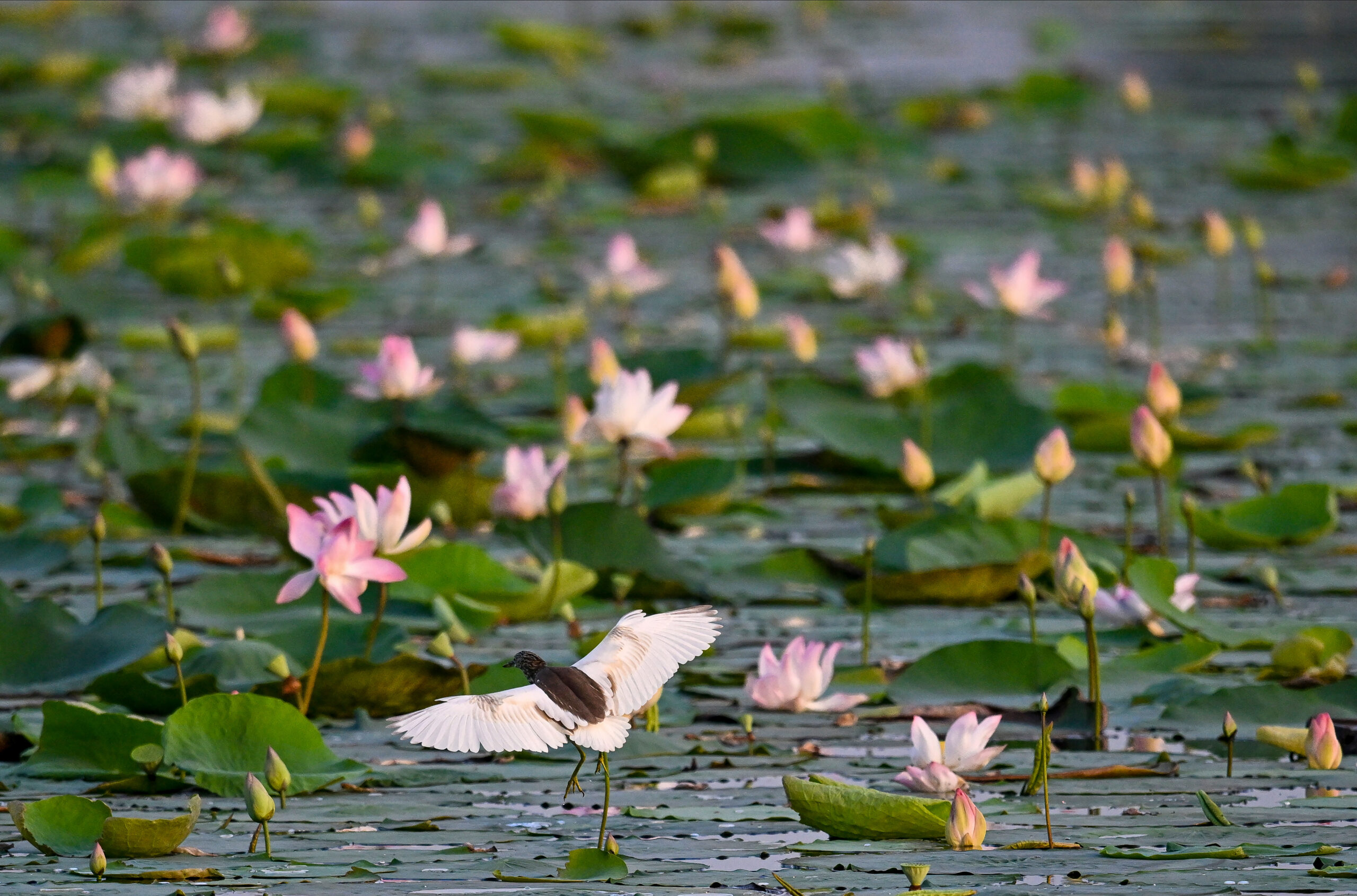 New Delhi: Lotus blooms at a Lotus garden on the banks of the Yamuna River in New Delhi on Thursday, September 10, 2026. (Photo: IANS/Kamal Kishore)