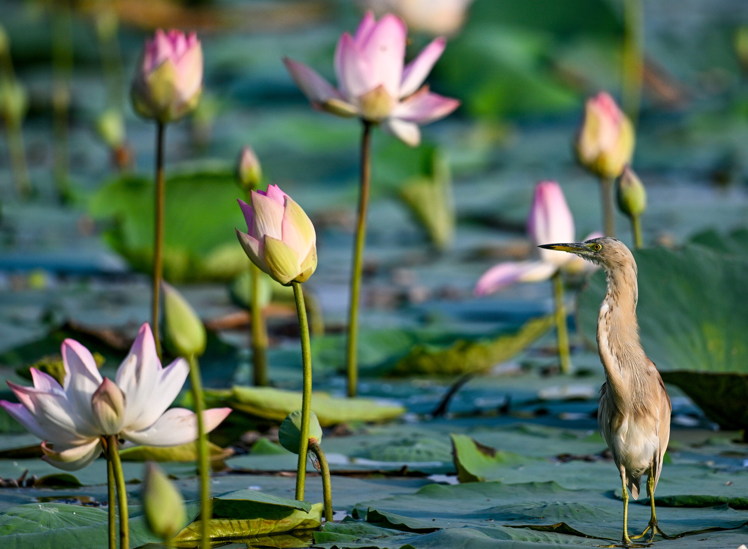New Delhi: Wildlife at Lotus Garden in Yamuna River #Gallery New Delhi: Wildlife at Lotus Garden in Yamuna River #Gallery
