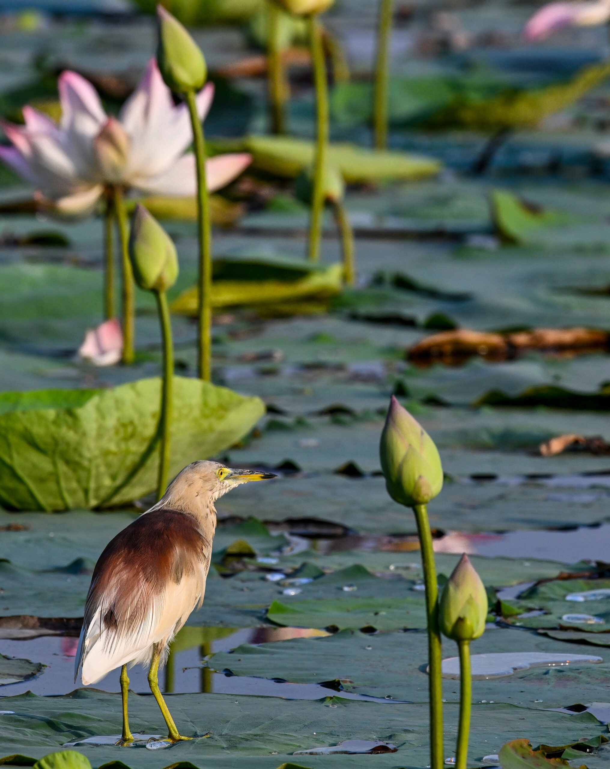 New Delhi: Wildlife at Lotus Garden in Yamuna River #Gallery New Delhi: Wildlife at Lotus Garden in Yamuna River #Gallery