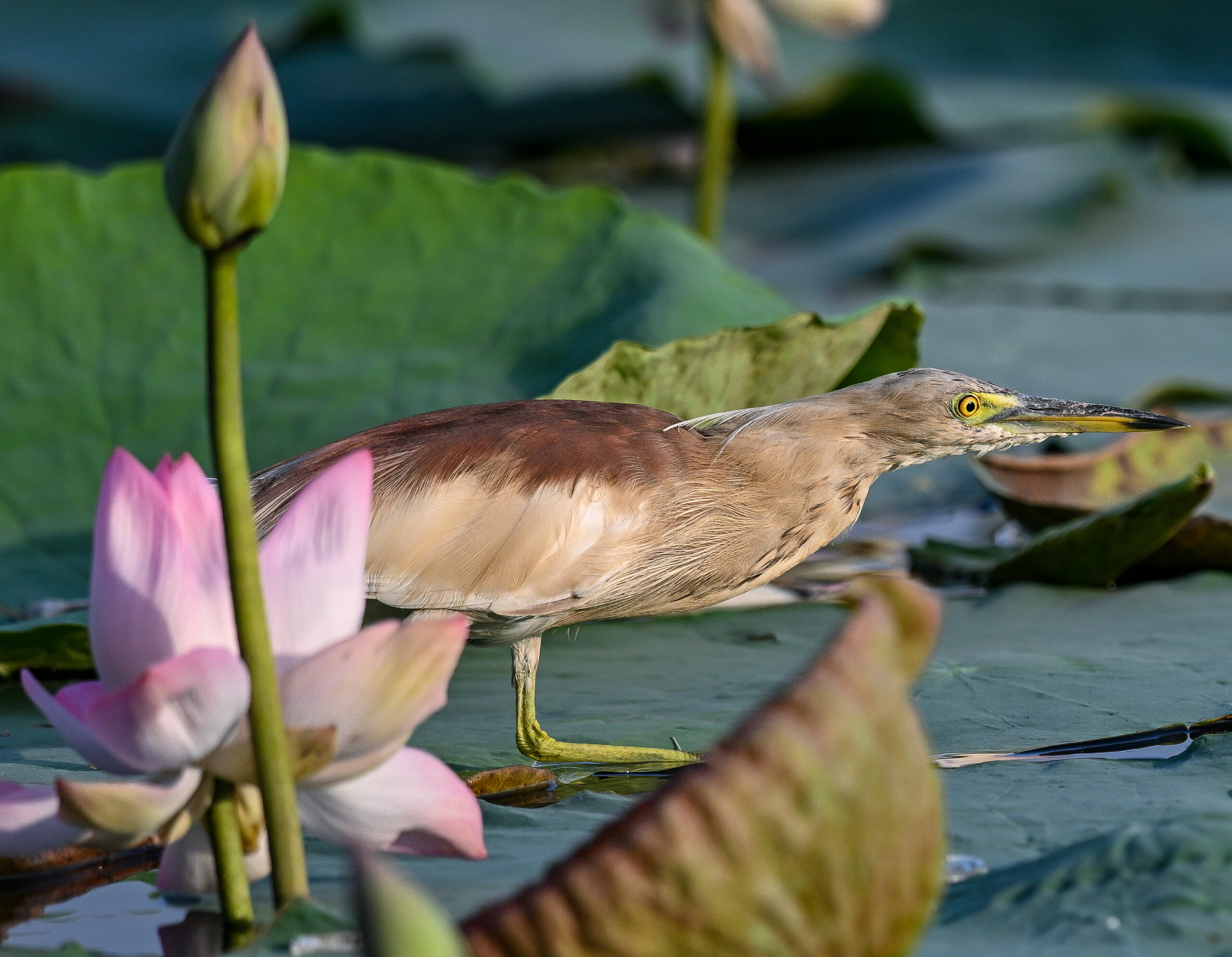 New Delhi: Wildlife at Lotus Garden in Yamuna River #Gallery New Delhi: Wildlife at Lotus Garden in Yamuna River #Gallery