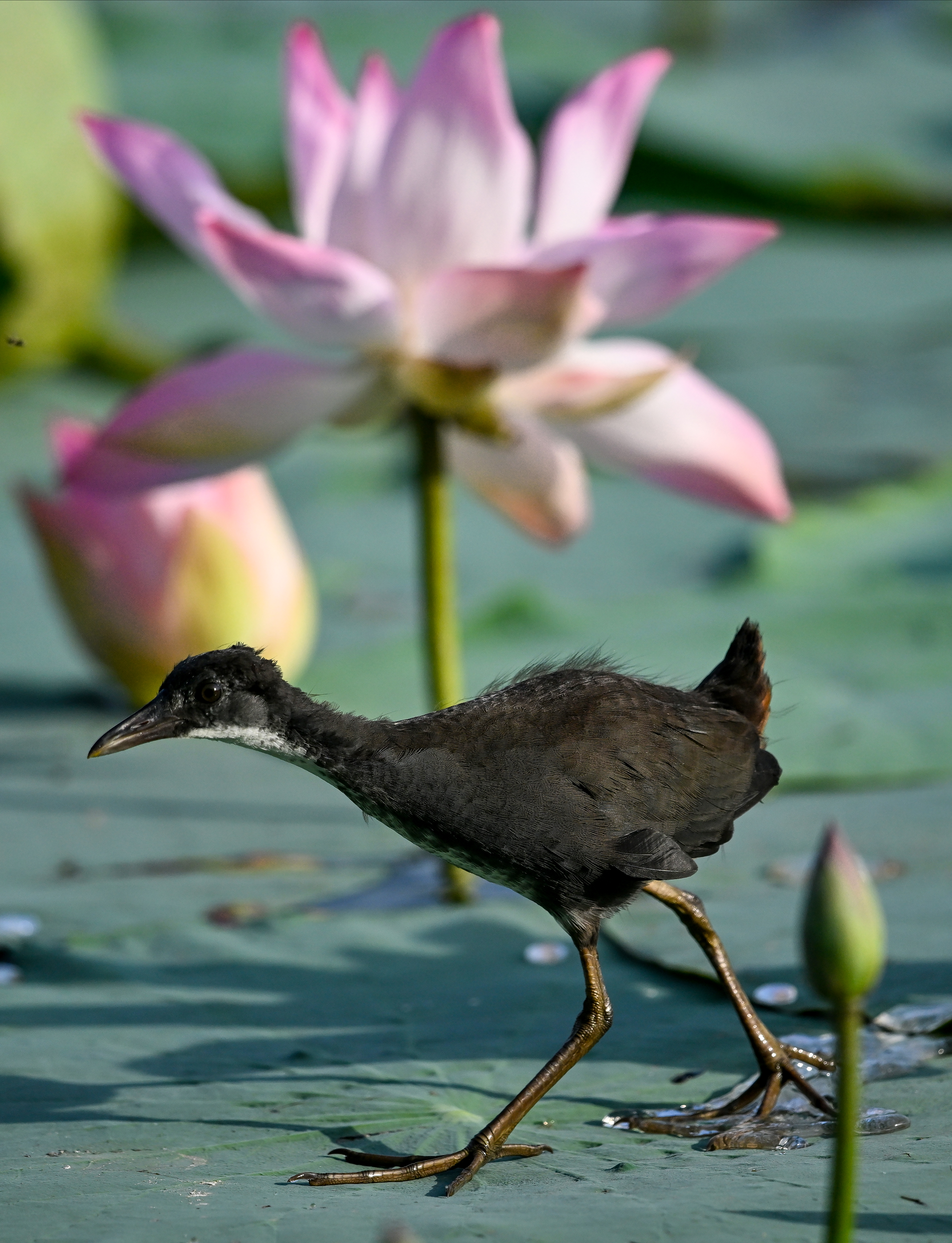 New Delhi: Wildlife at Lotus Garden in Yamuna River #Gallery New Delhi: Wildlife at Lotus Garden in Yamuna River #Gallery